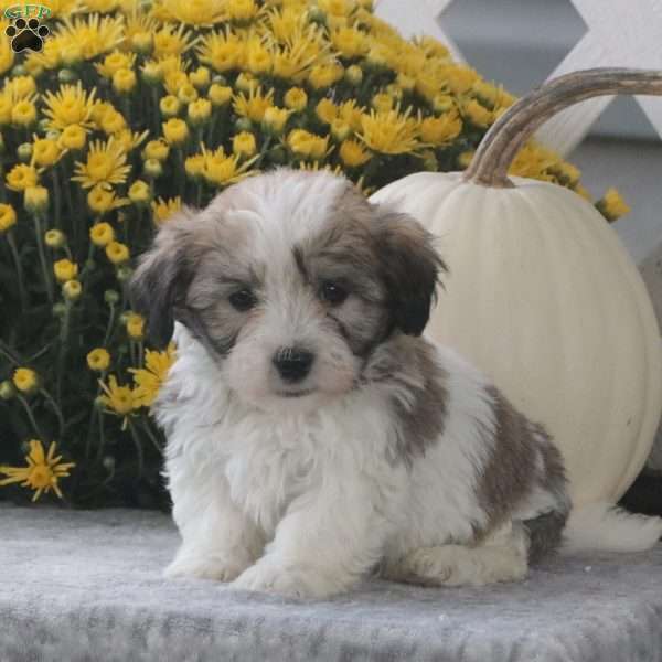 Precious, Havachon Puppy